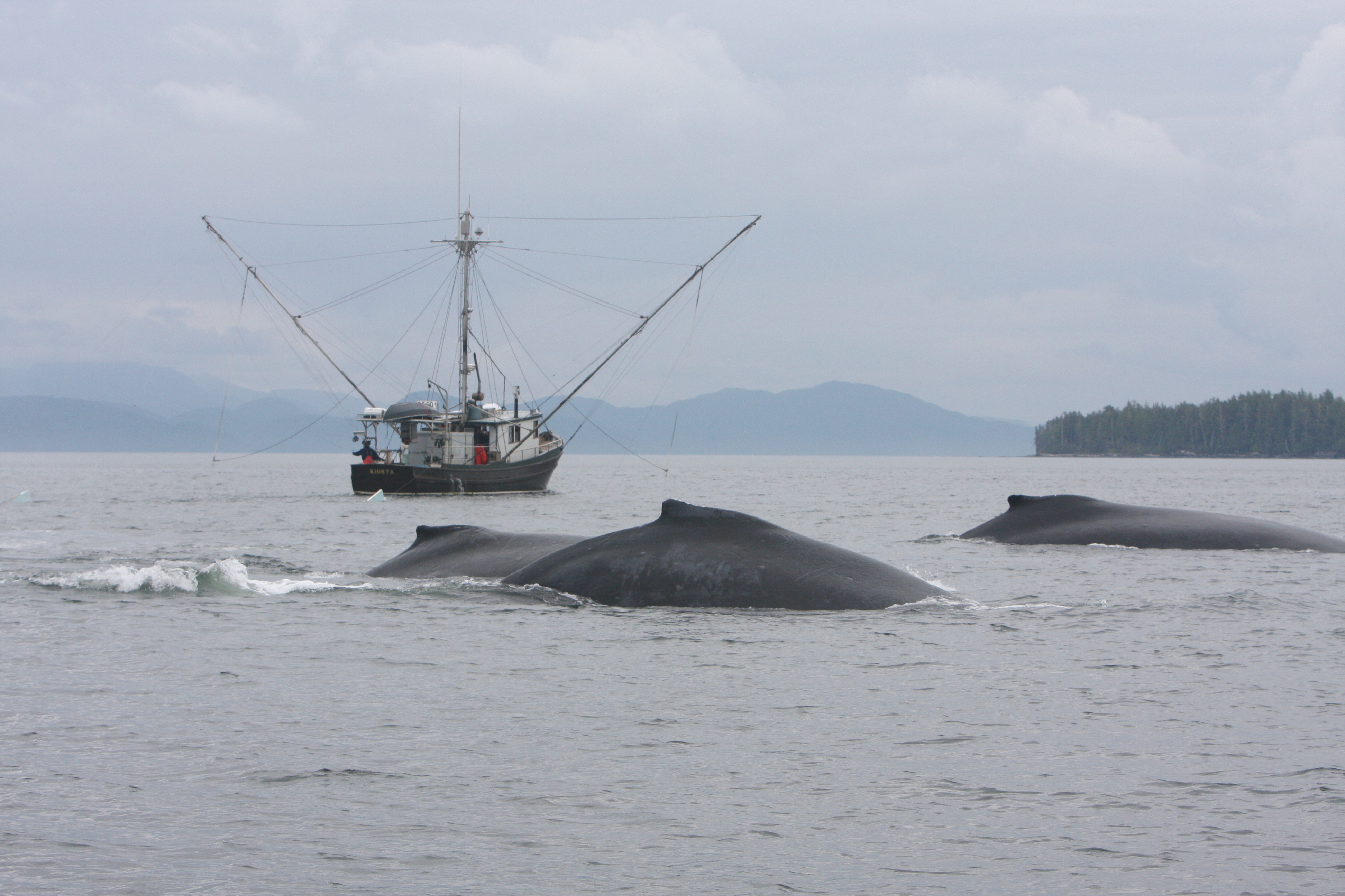 More research is required to better understand the threats that result from increased overlap between humpback whales and human activity  (Photo: Jared Towers, MERS)