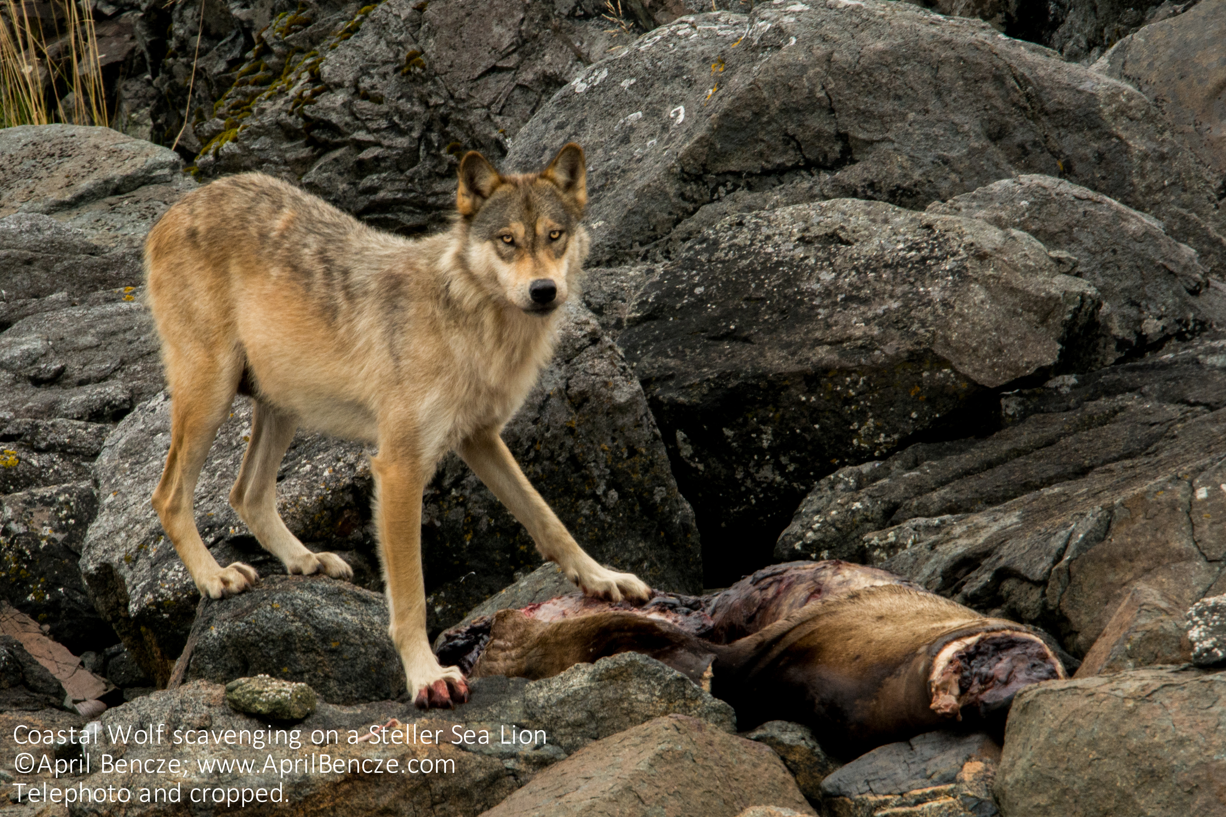 April Bencze scavenging_DSC0763