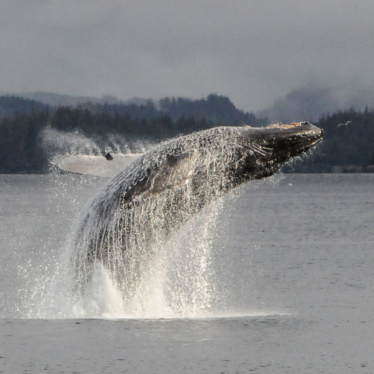 argonaut breaching with mountains in the background