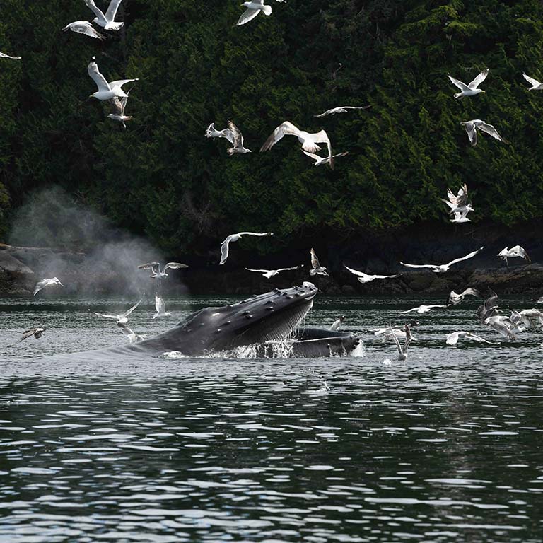 mers marine education research society whale mouth open feeding birds in background