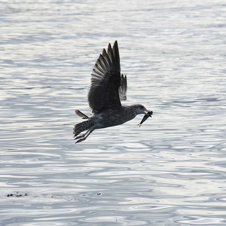 mers marine education research society bird flying above water with fish in mouth