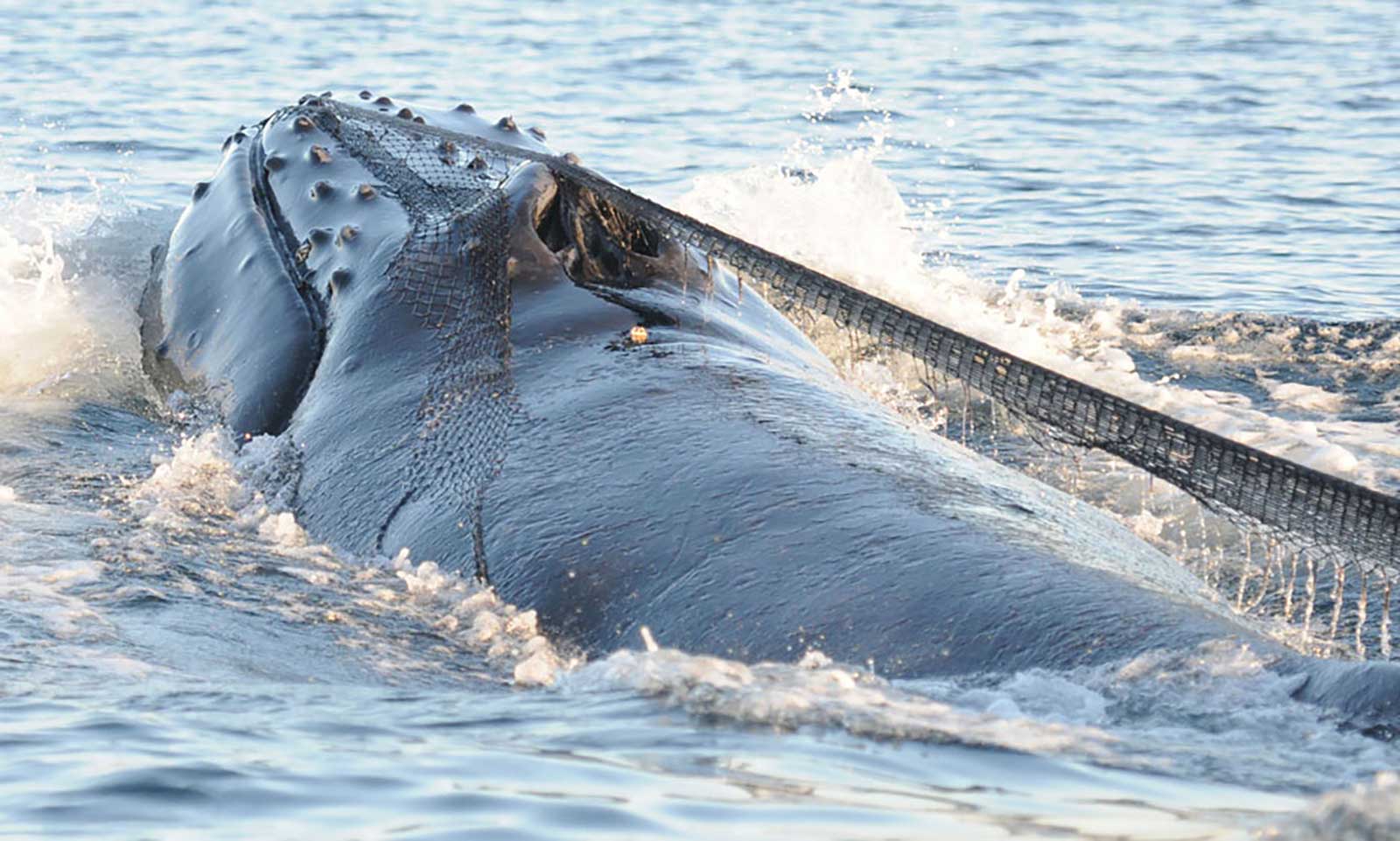 mers marine education research society entangled humpback whalee cutter