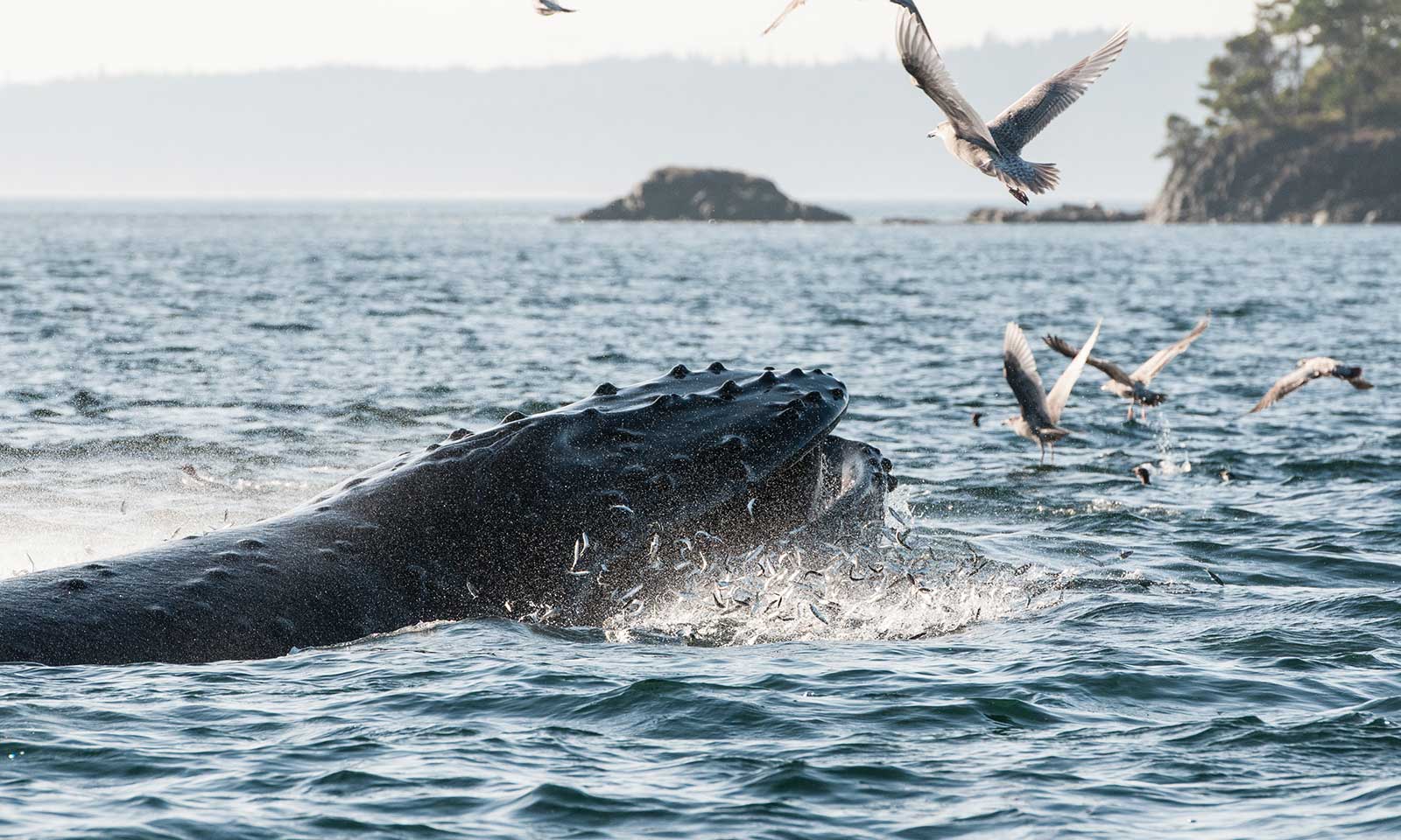 mers marine education research society whale domino lunge feeding seagulls above