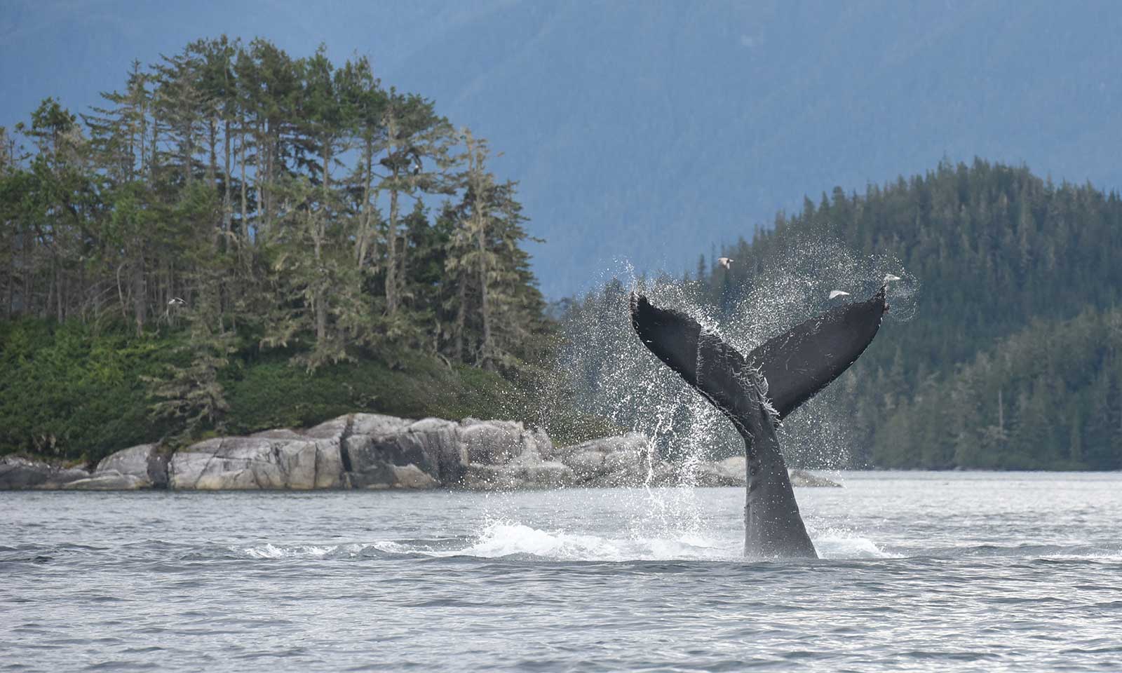 mers marine education research society whale frosty tail lobbing