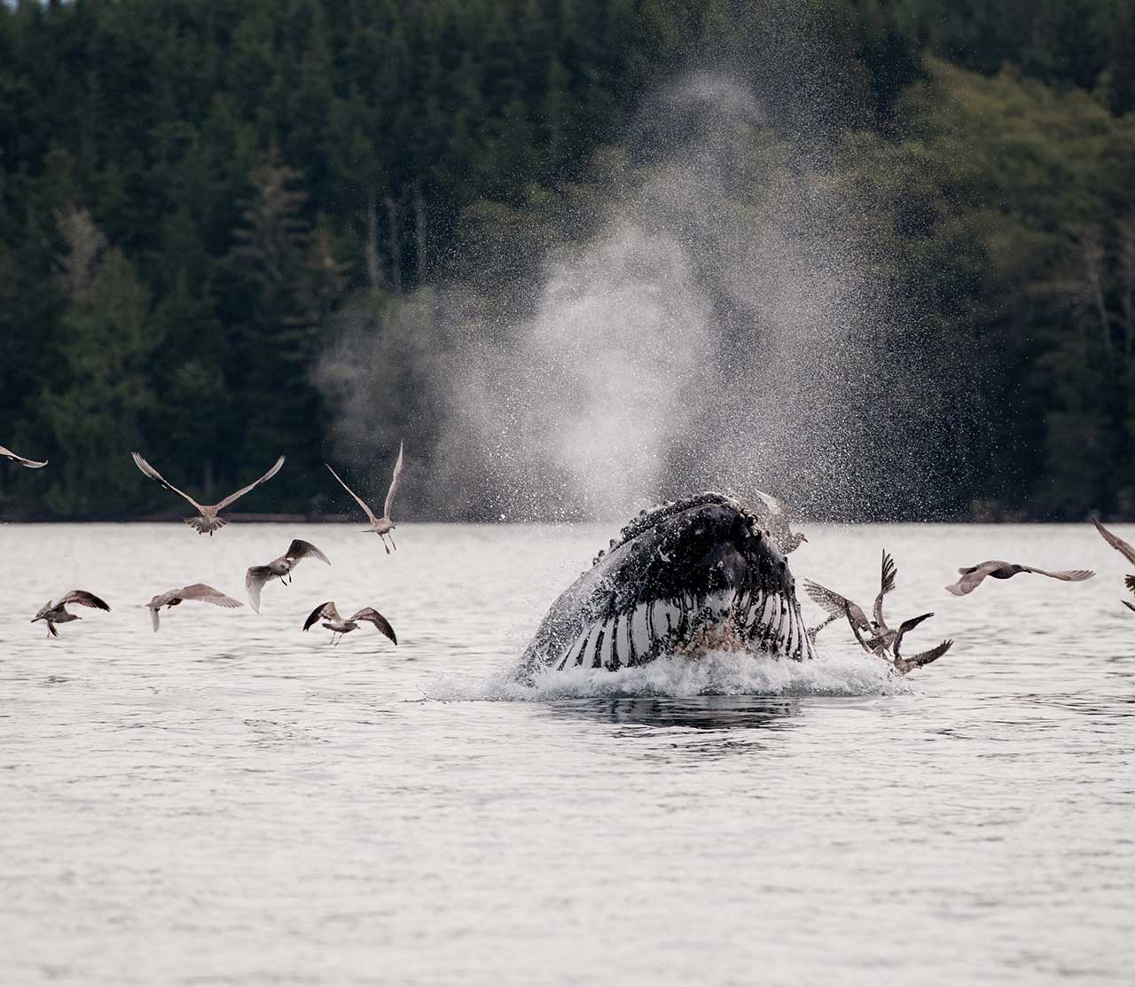 mers marine education research society whale guardian bcz0408 lunge feeding seagulls above