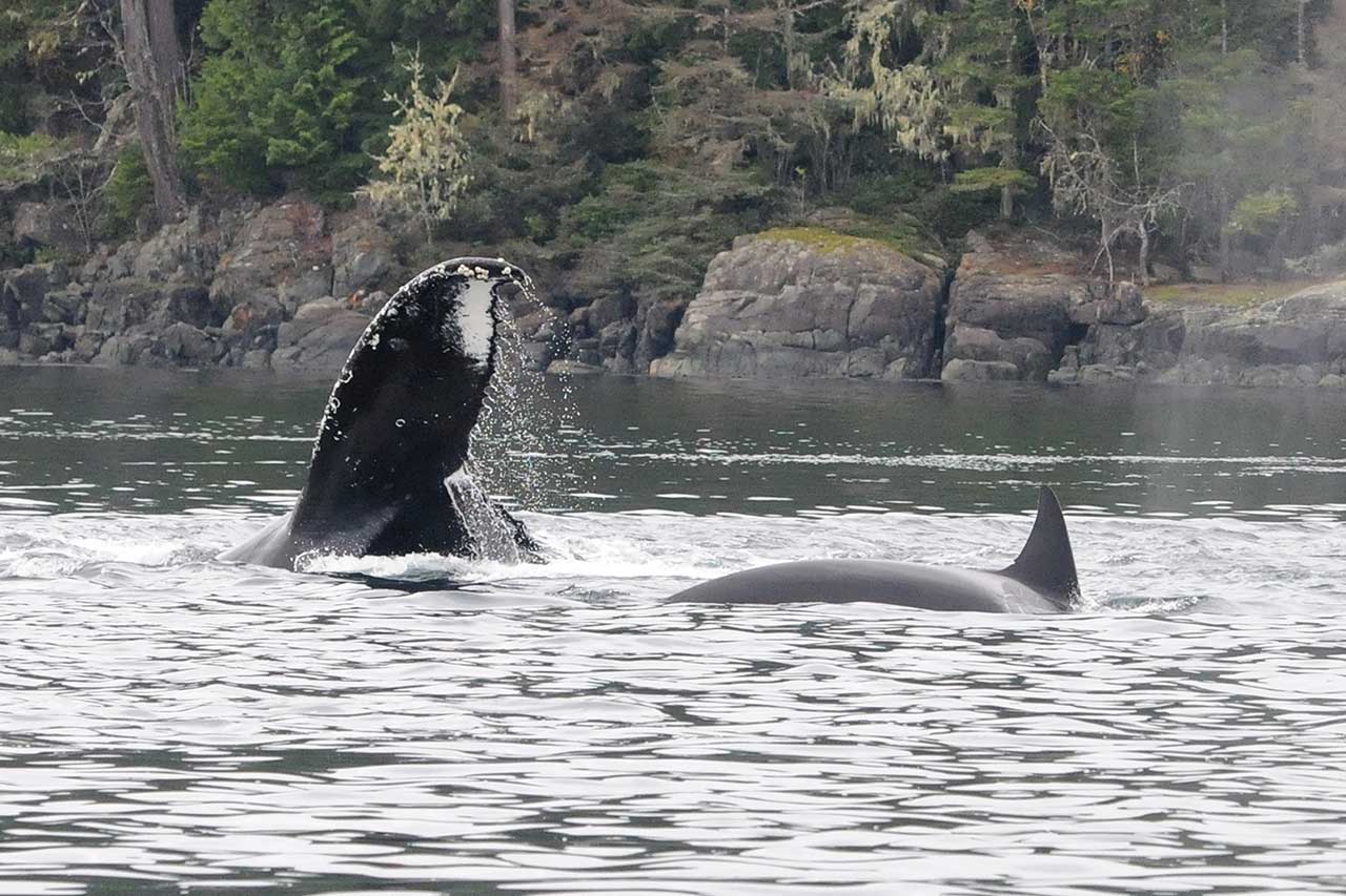 mers marine education research society whale peeping out of water with dorsal fin showing