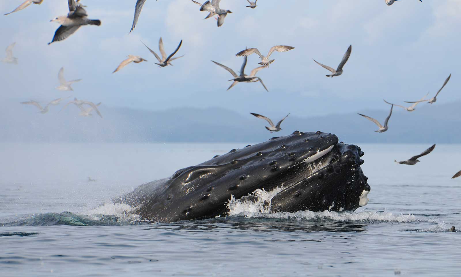 mers marine education research society whale pulteney bcz0297 lunge feeding with seagulls flying above